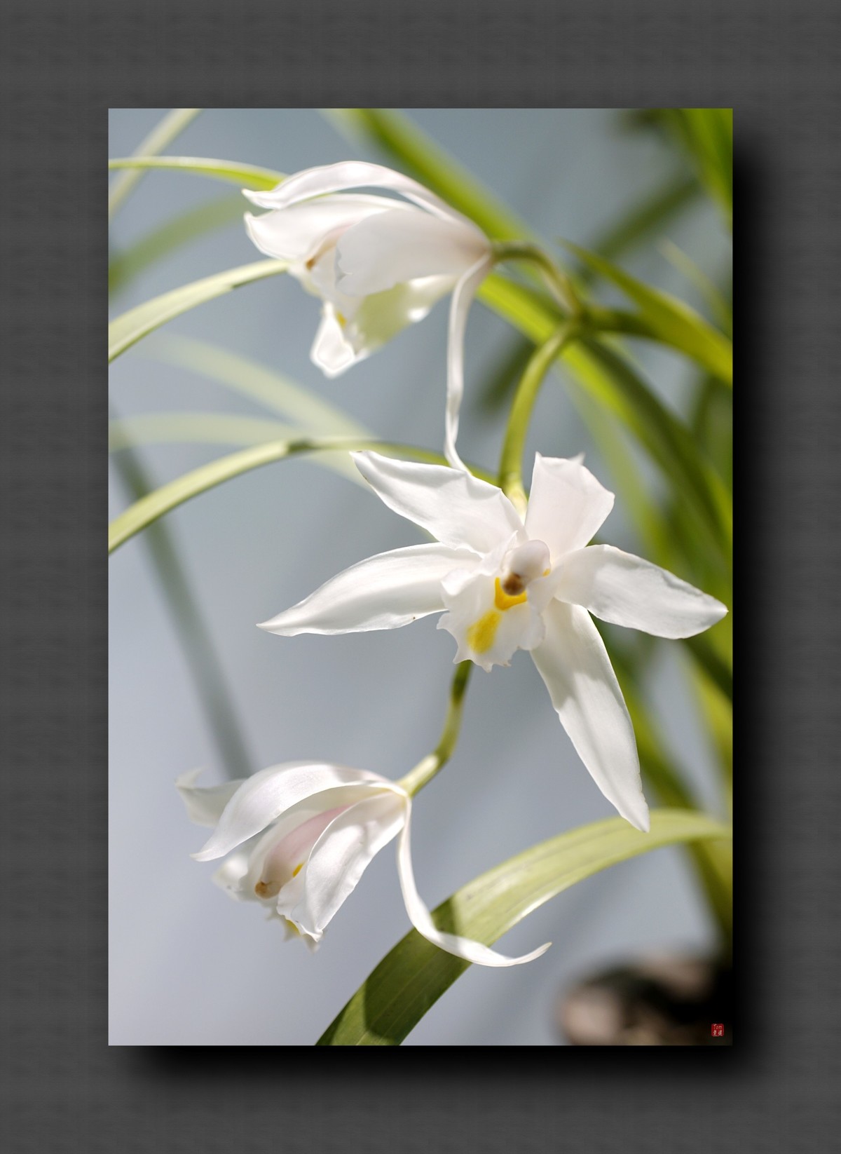 兰韵——自有素雅留人间！(40图)