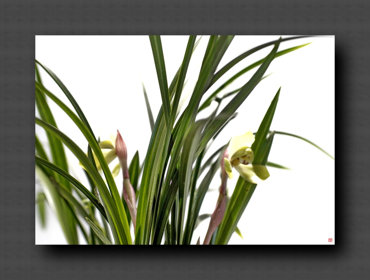 兰韵——自有素雅留人间！(40图)