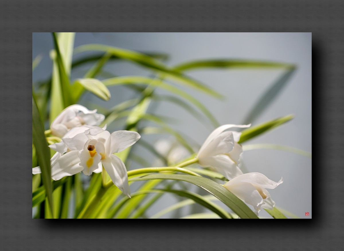 兰韵——自有素雅留人间！(40图)