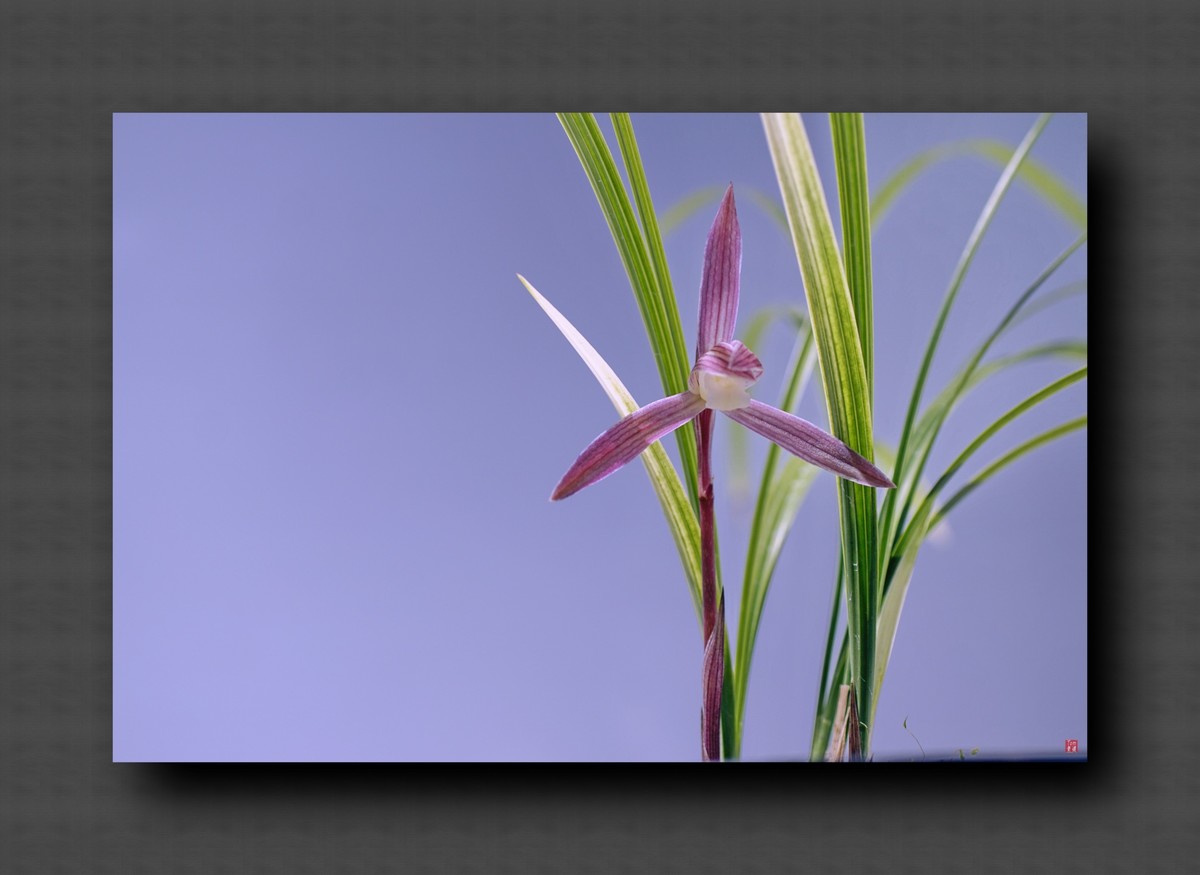 兰韵——自有素雅留人间！(40图)