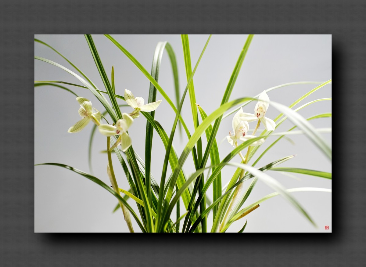 兰韵——自有素雅留人间！(40图)