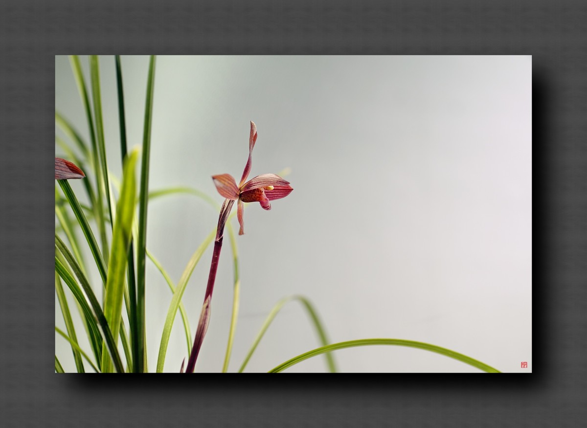 兰韵——自有素雅留人间！(40图)