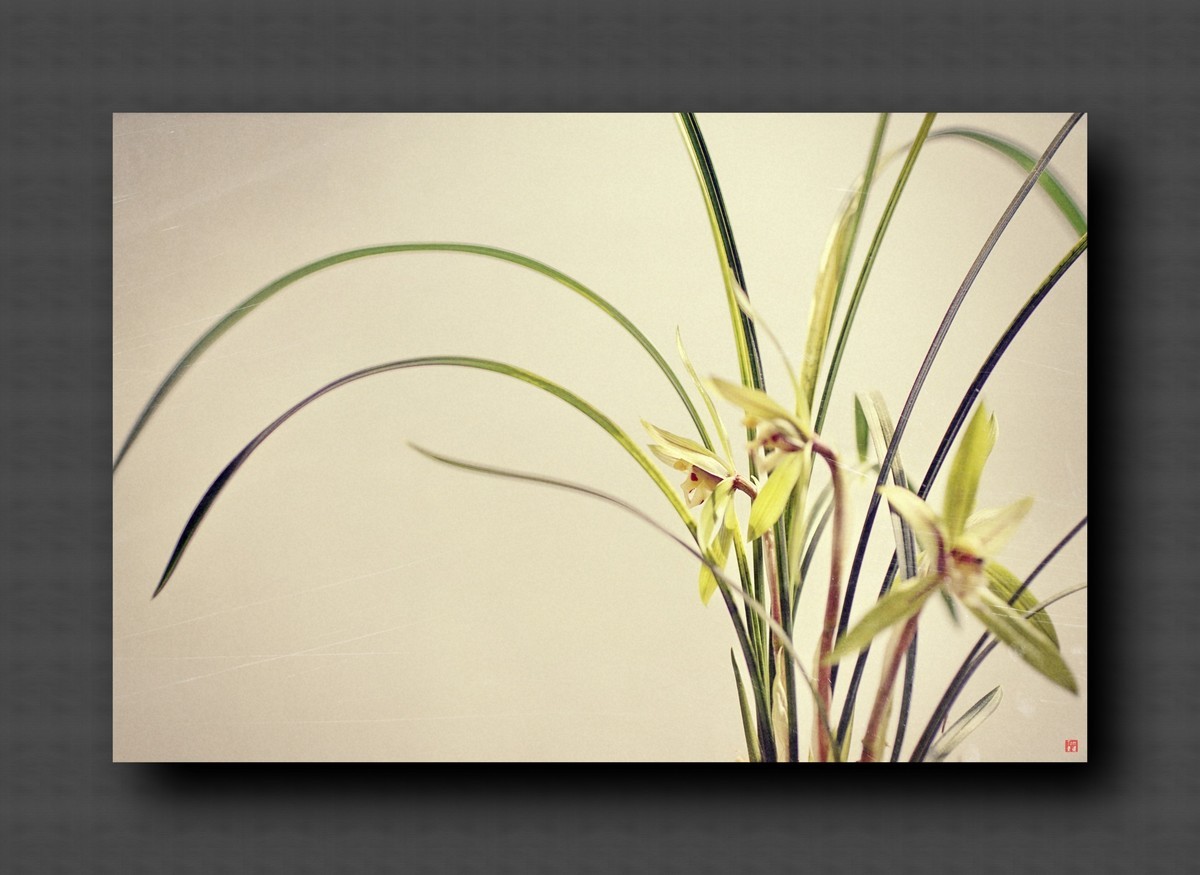 兰韵——自有素雅留人间！(40图)