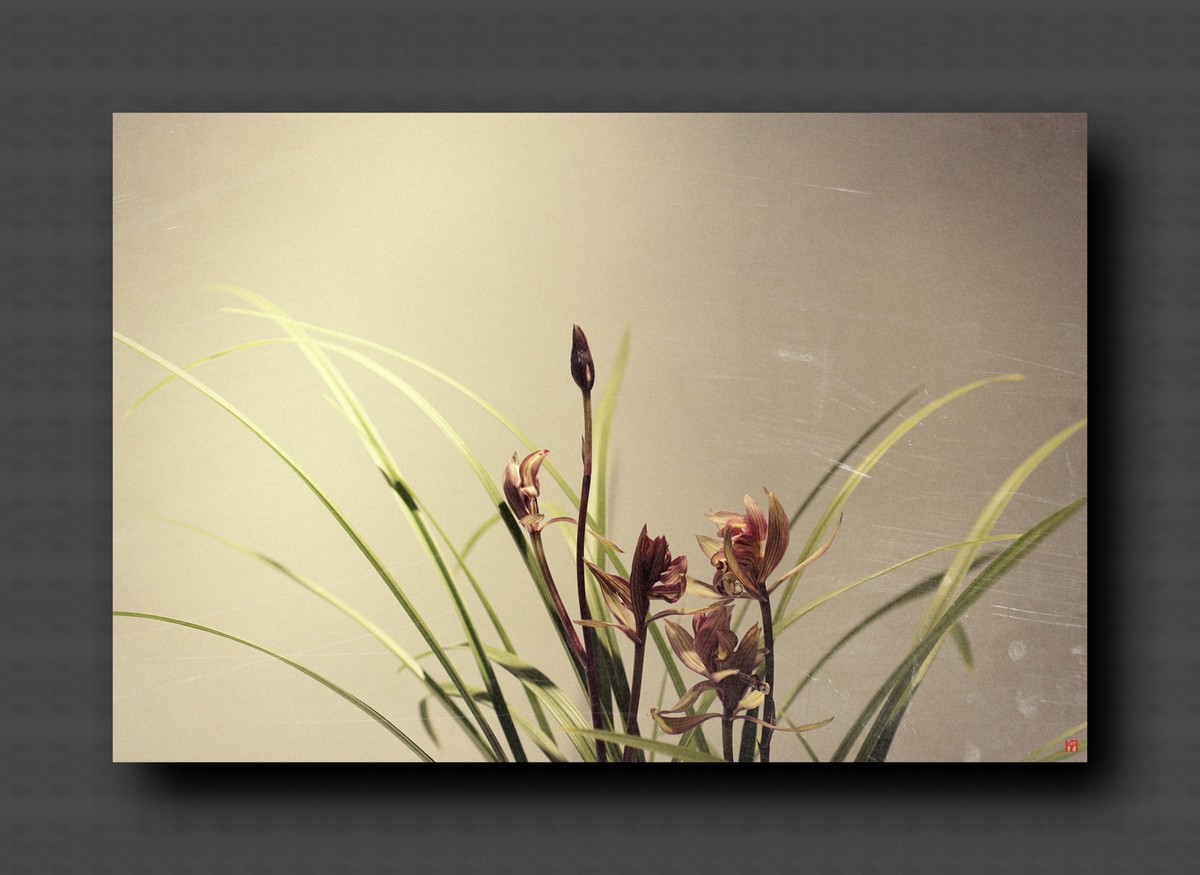 兰韵——自有素雅留人间！(40图)