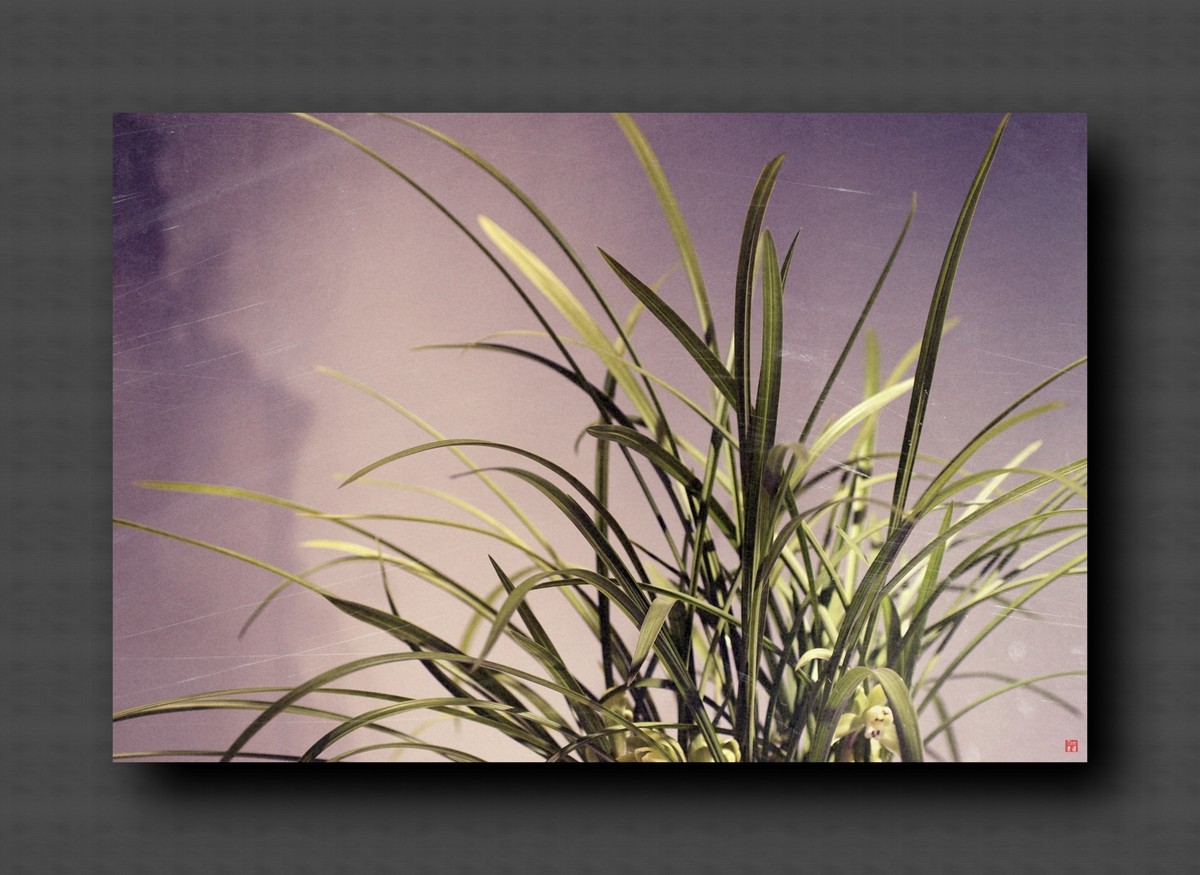 兰韵——自有素雅留人间！(40图)