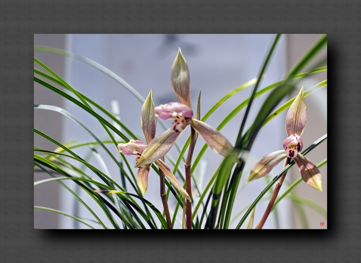 兰韵——自有素雅留人间！(40图)