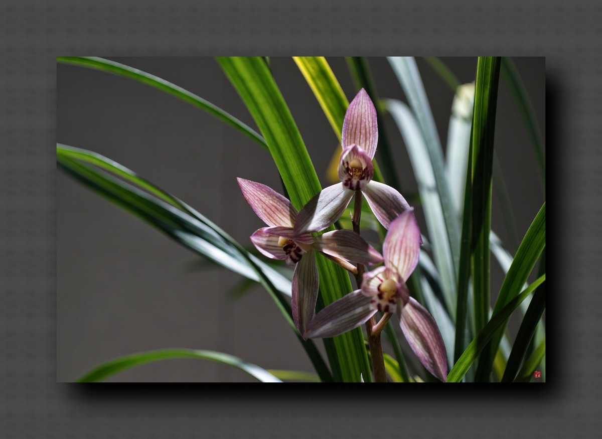 兰韵——自有素雅留人间！(40图)