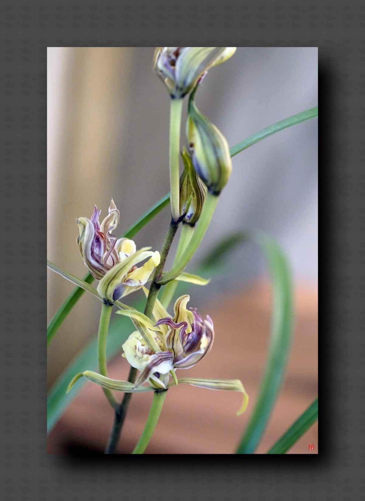 兰韵——自有素雅留人间！(40图)