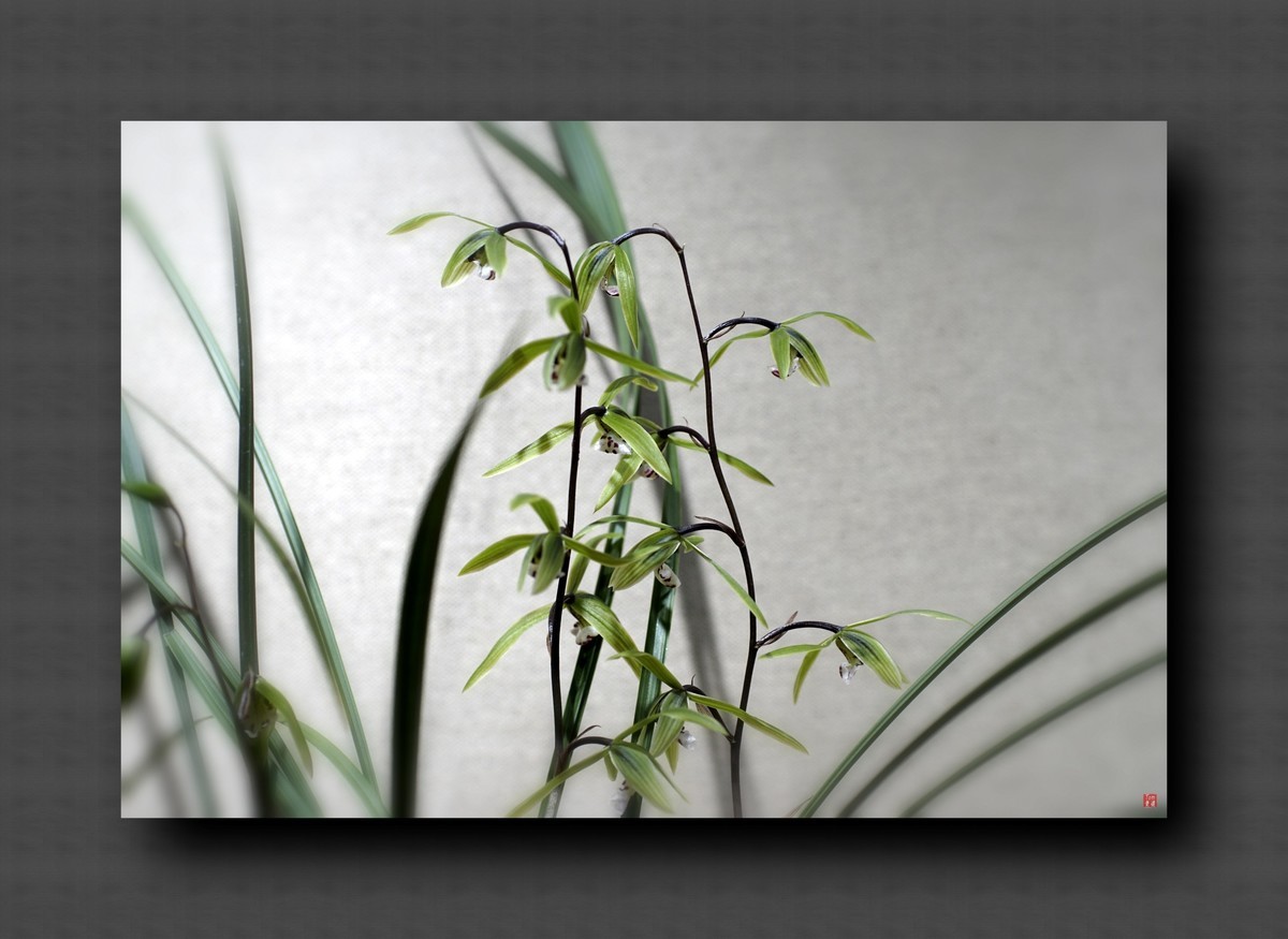 兰韵——自有素雅留人间！(40图)