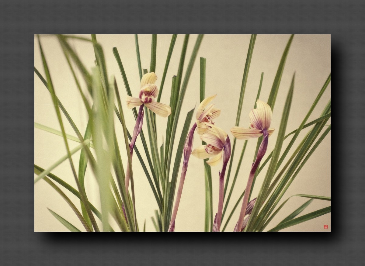 兰韵——自有素雅留人间！(40图)