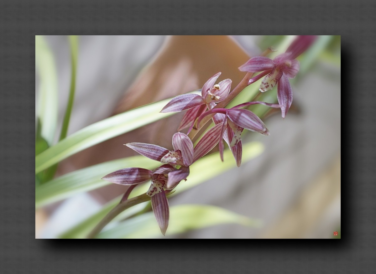 兰韵——自有素雅留人间！(40图)