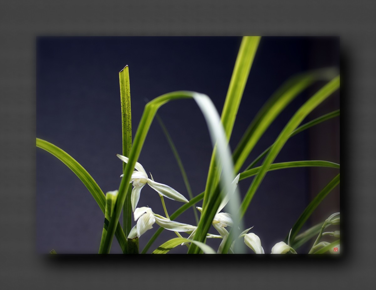 兰韵——自有素雅留人间！(40图)