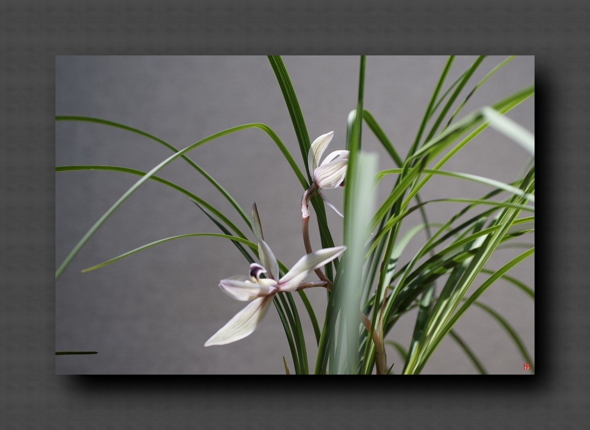 兰韵——自有素雅留人间！(40图)