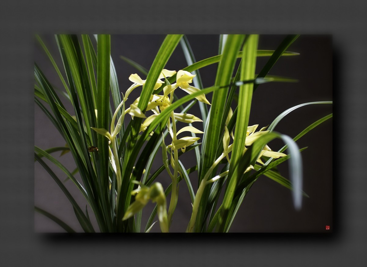 兰韵——自有素雅留人间！(40图)