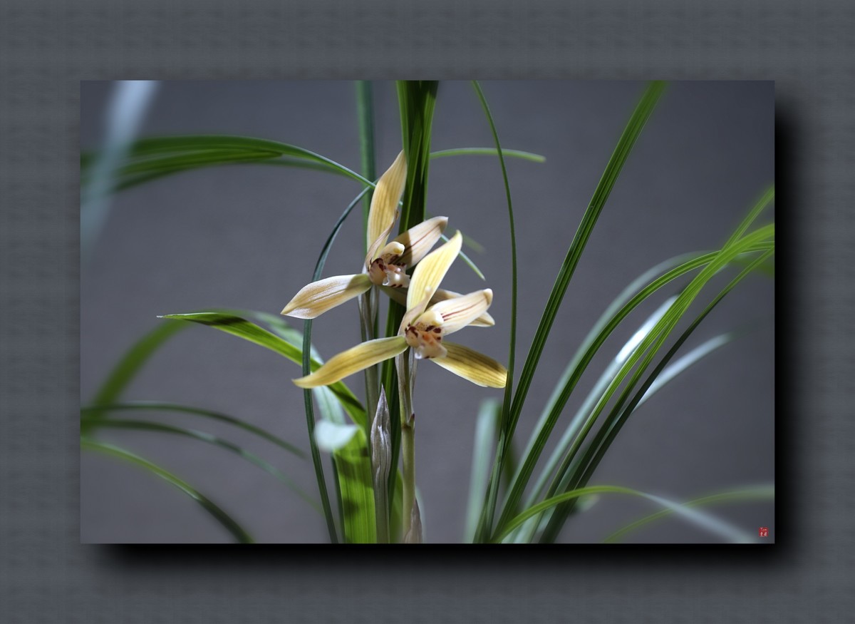 兰韵——自有素雅留人间！(40图)