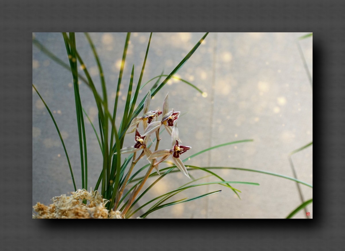 兰韵——自有素雅留人间！(40图)