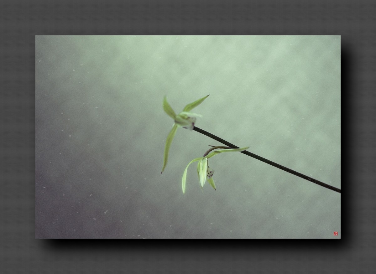 兰韵——自有素雅留人间！(40图)