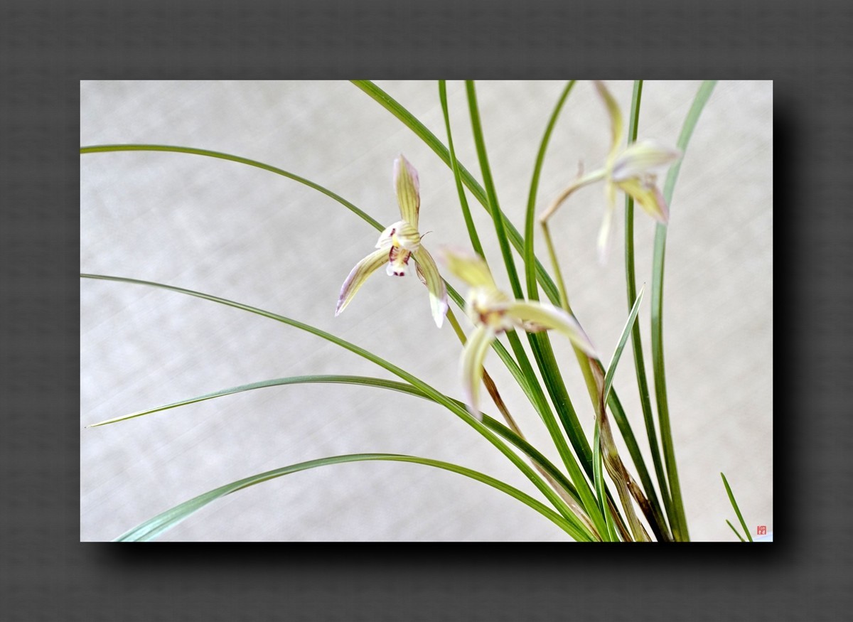 兰韵——自有素雅留人间！(40图)