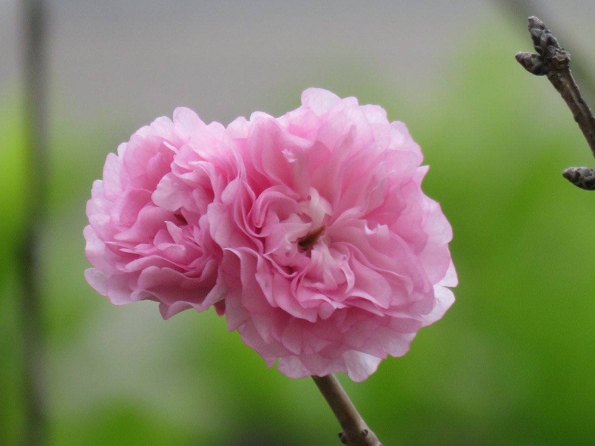 花花草草 ——日本晚樱