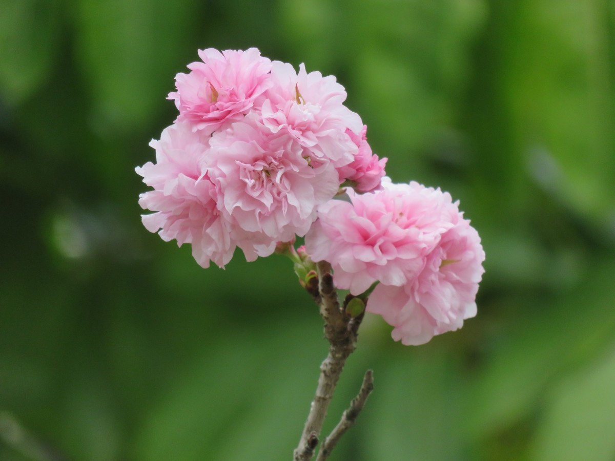 花花草草 ——日本晚樱