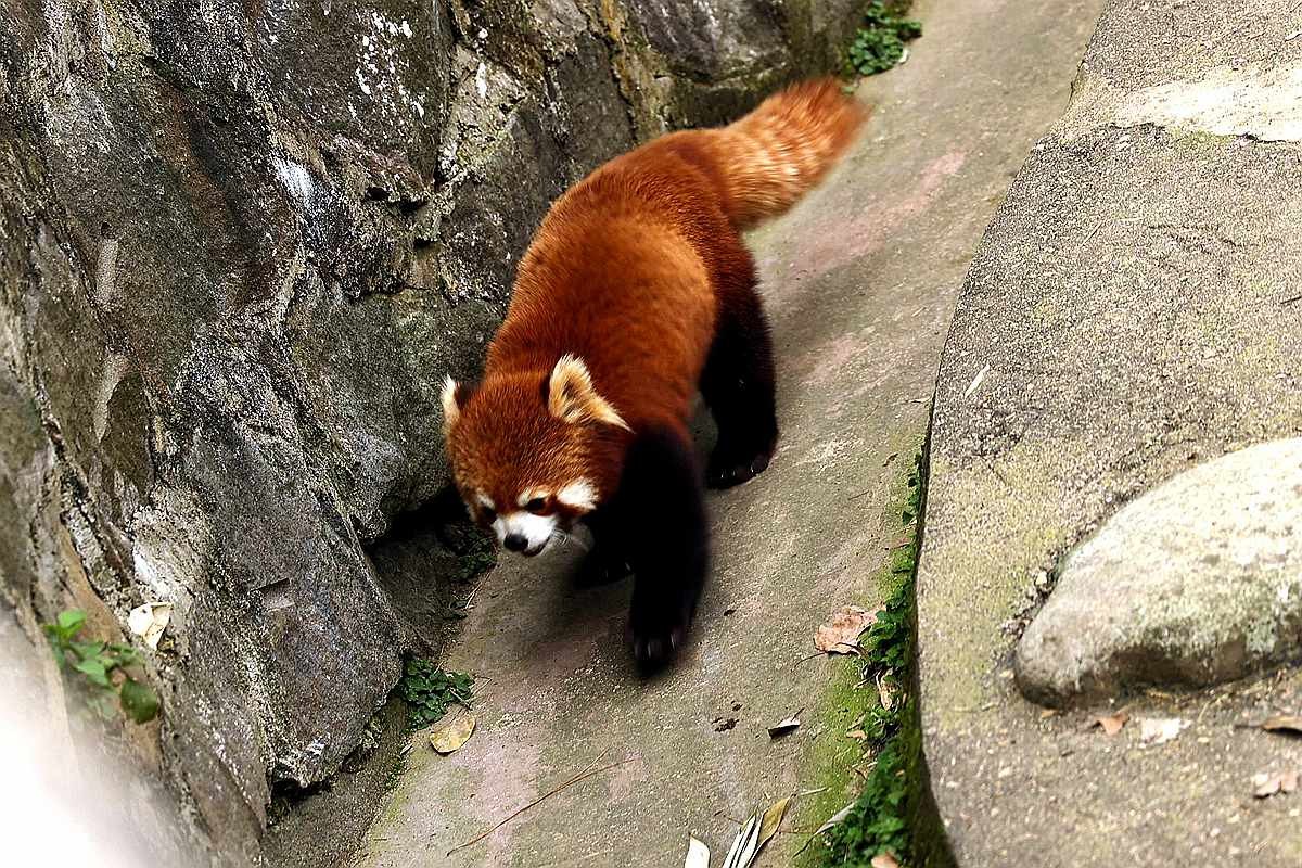 灵敏乖巧的小熊猫