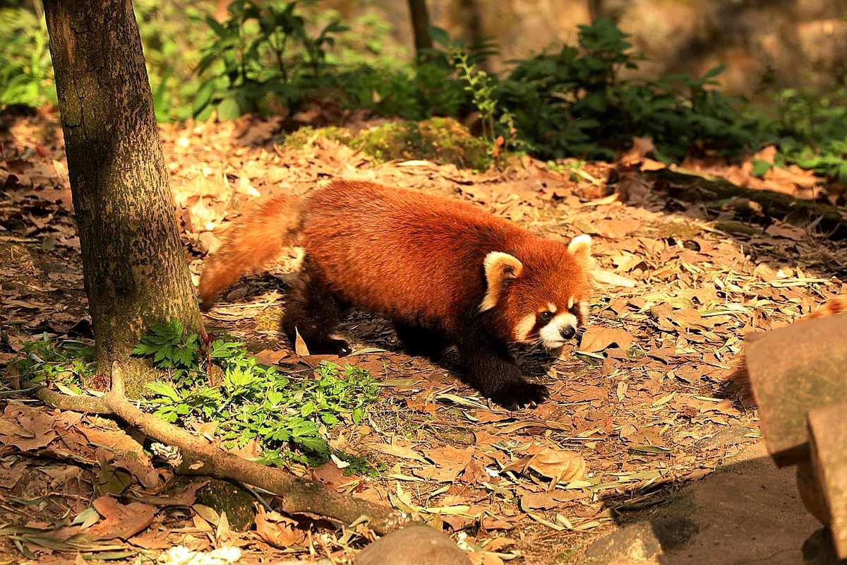 灵敏乖巧的小熊猫