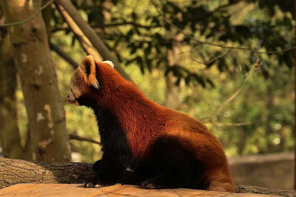 灵敏乖巧的小熊猫