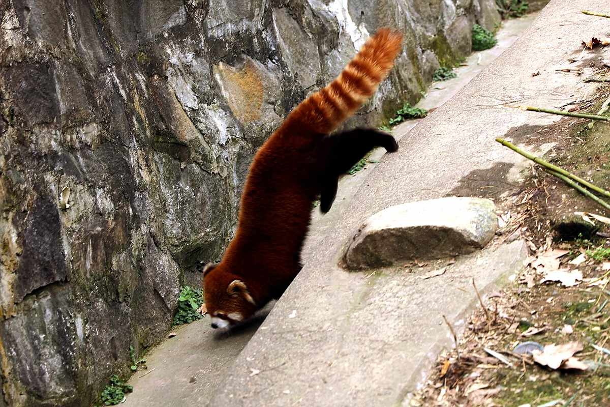 灵敏乖巧的小熊猫