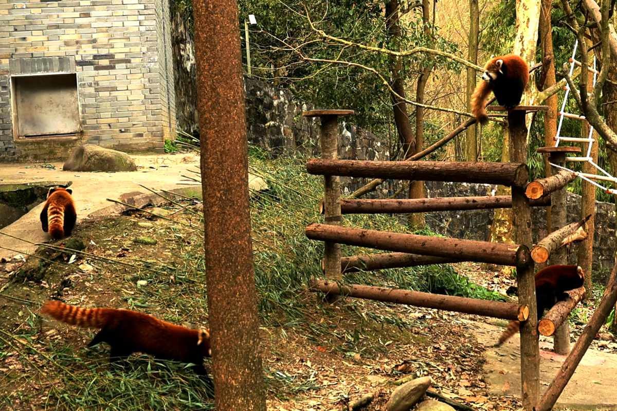 灵敏乖巧的小熊猫