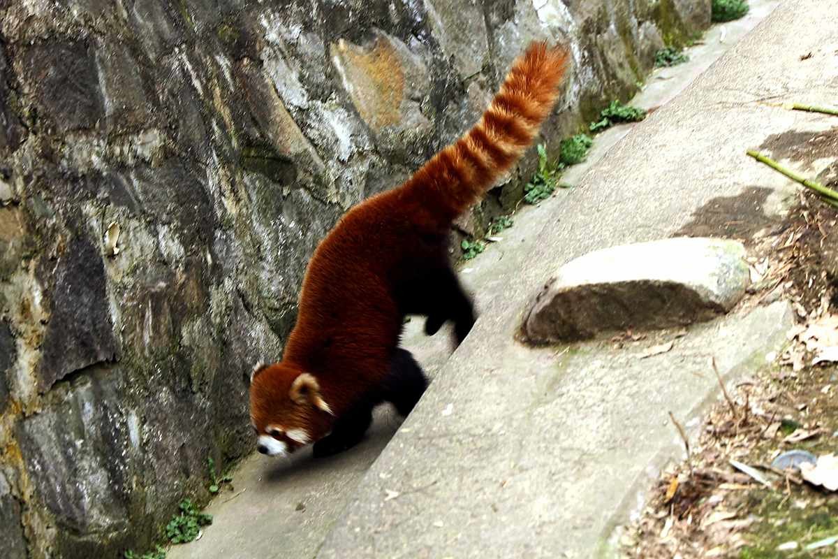 灵敏乖巧的小熊猫