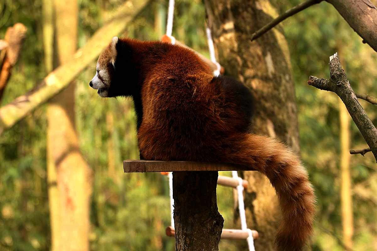 灵敏乖巧的小熊猫