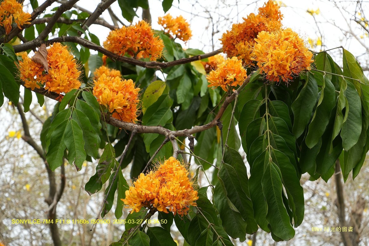 中国无忧花