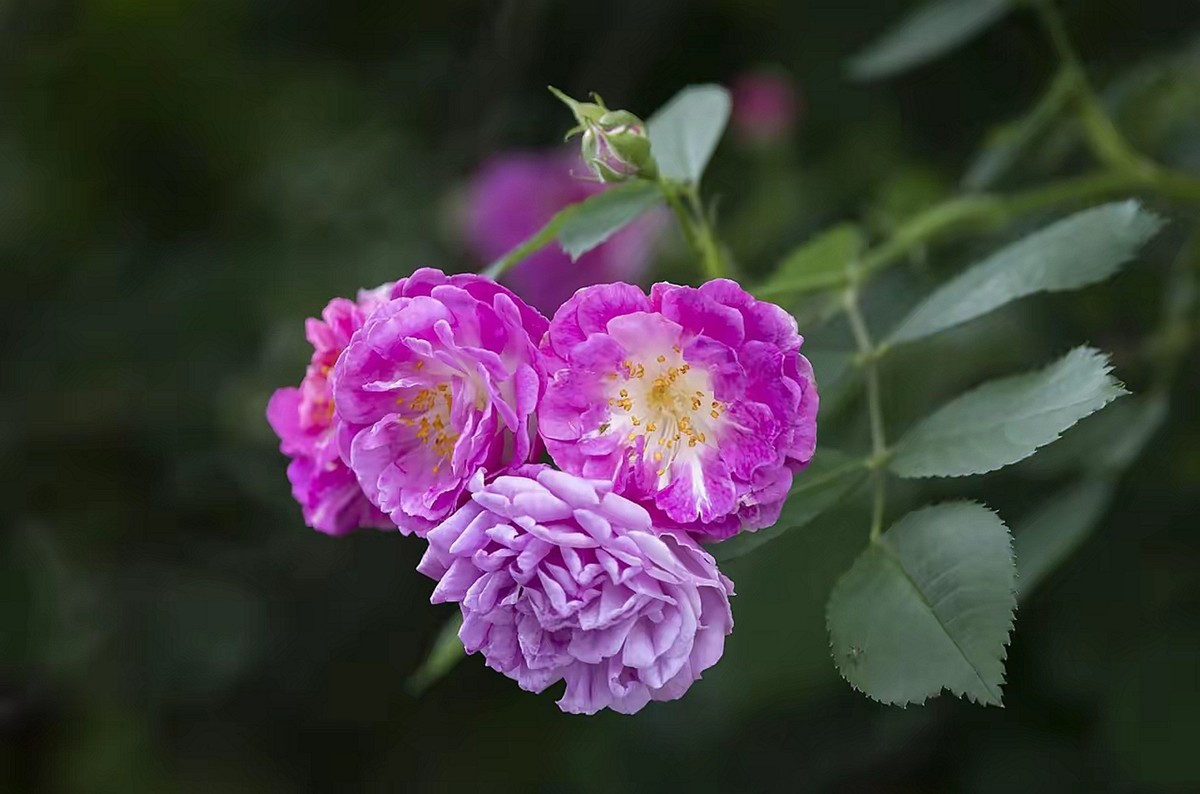 蔷微花