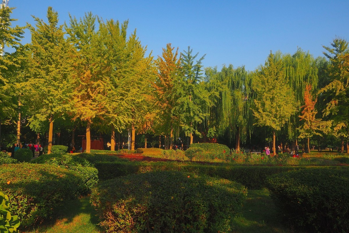 秋日·西清公园