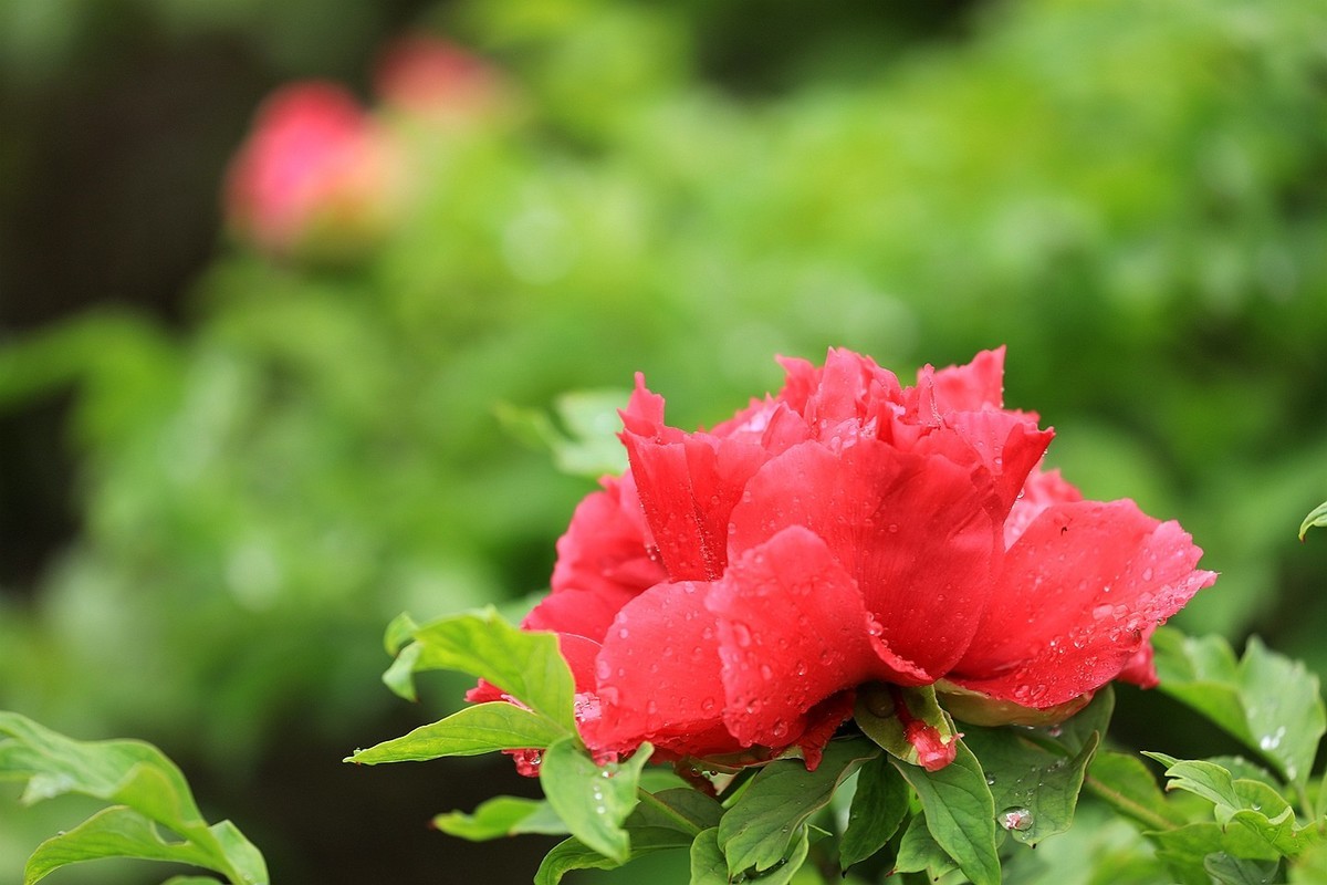 雨中拍牡丹【十八】2025.145