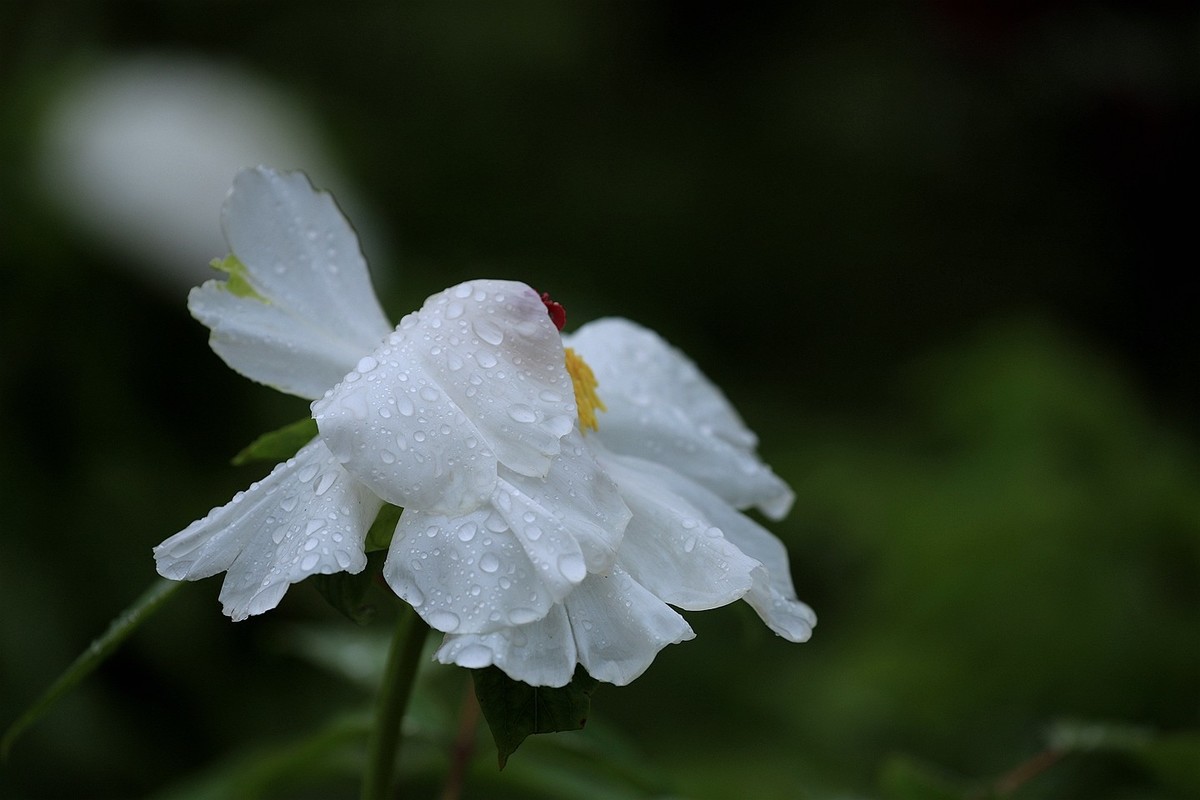 雨中拍牡丹【十八】2025.145