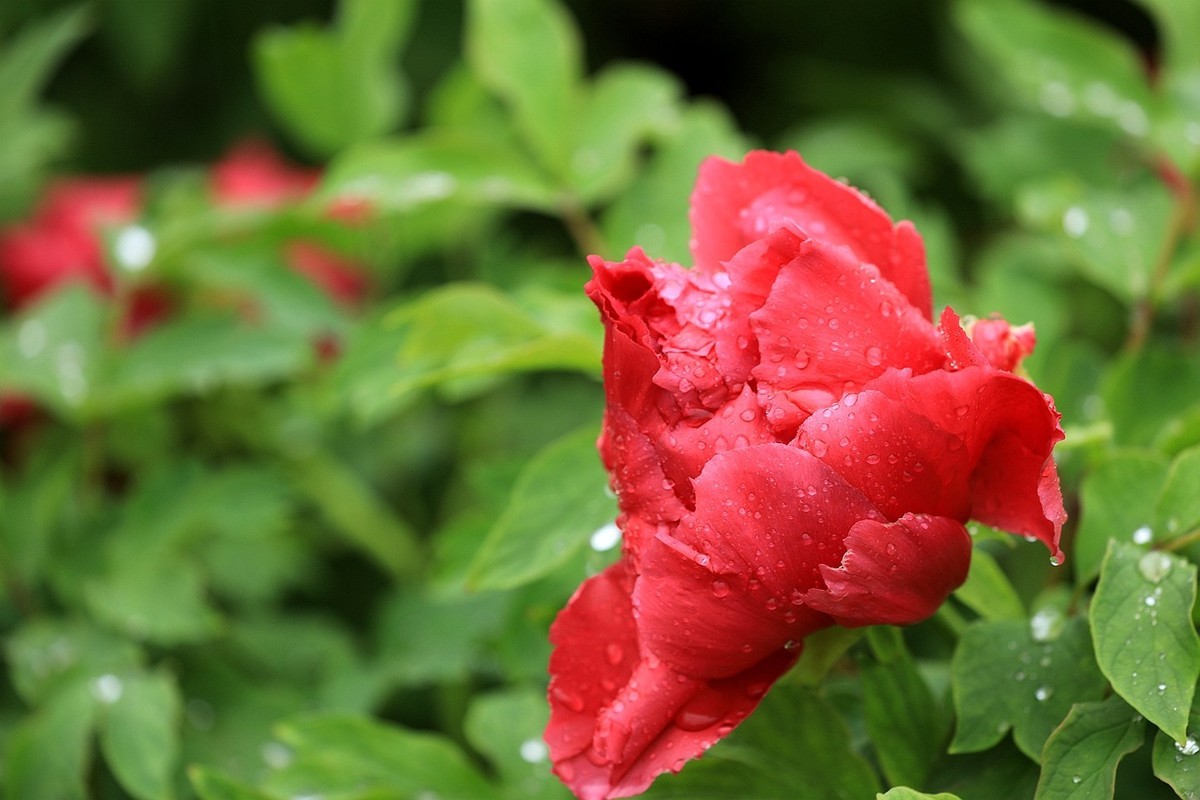 雨中拍牡丹【十八】2025.145