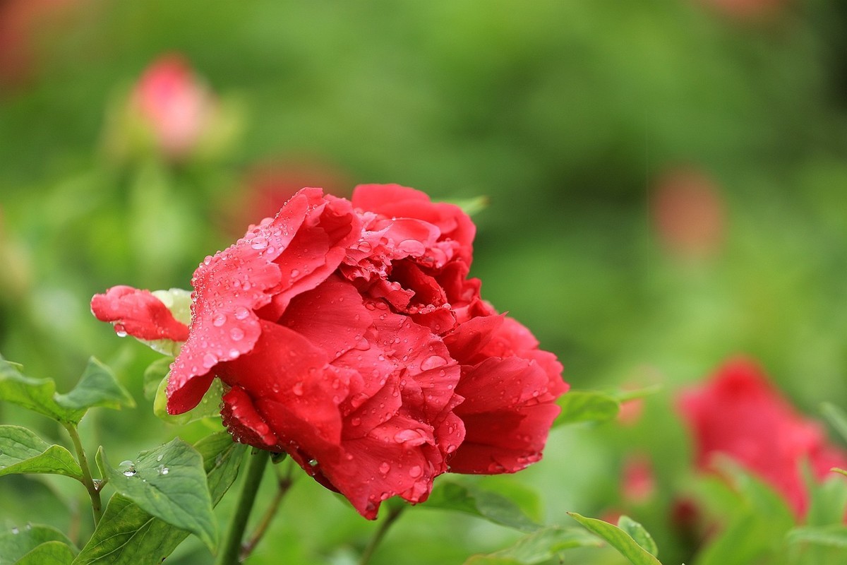 雨中拍牡丹【十八】2025.145