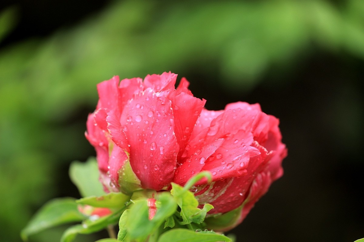 雨中拍牡丹【十八】2025.145