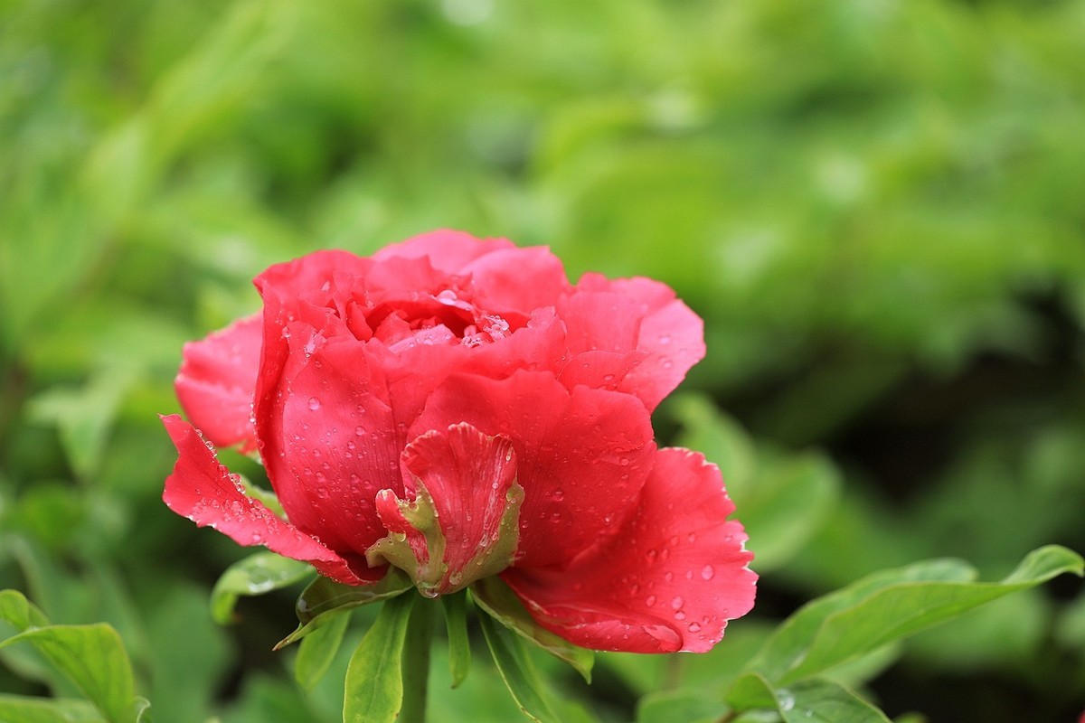 雨中拍牡丹【十八】2025.145