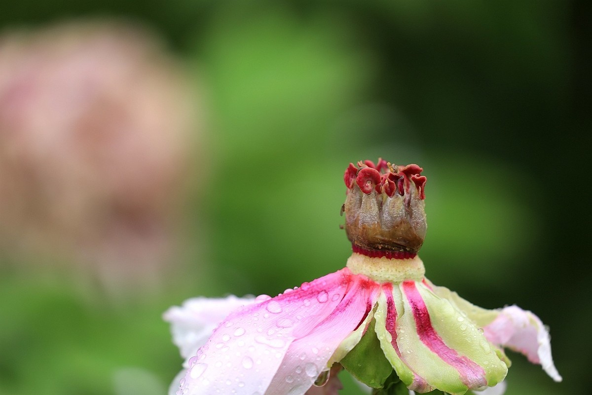 雨中拍牡丹【十八】2025.145