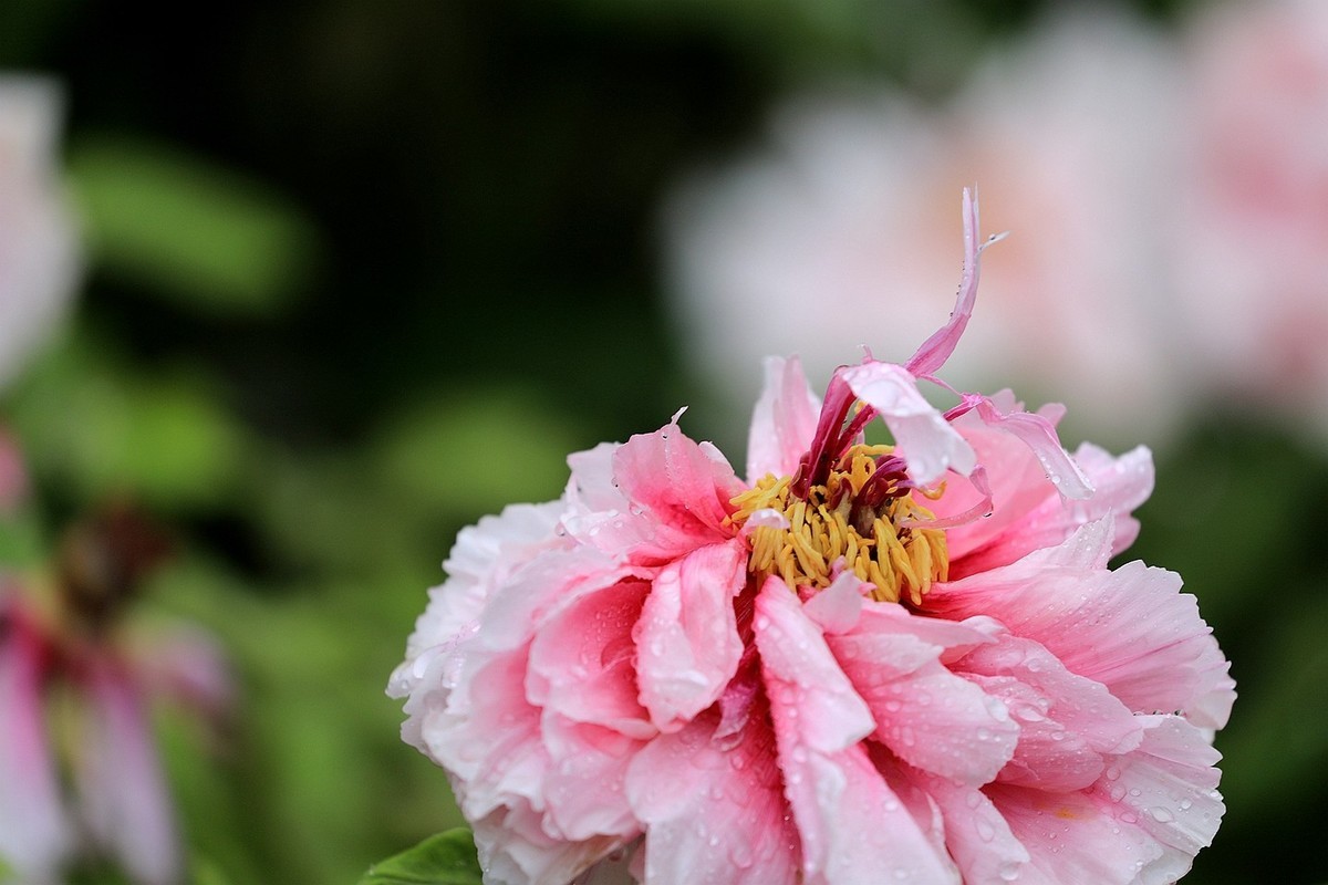 雨中拍牡丹【十八】2025.145