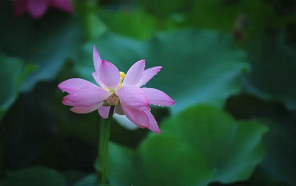 雨润荷花--1