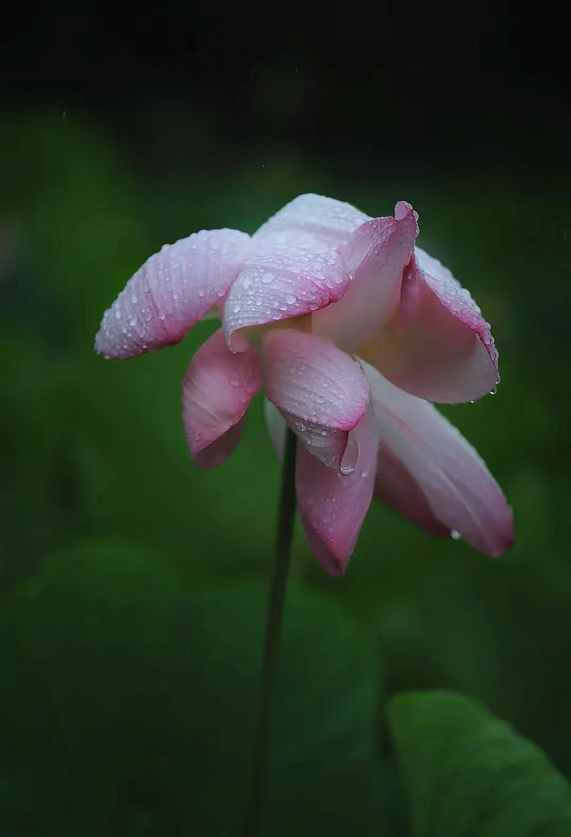 雨润荷花--1