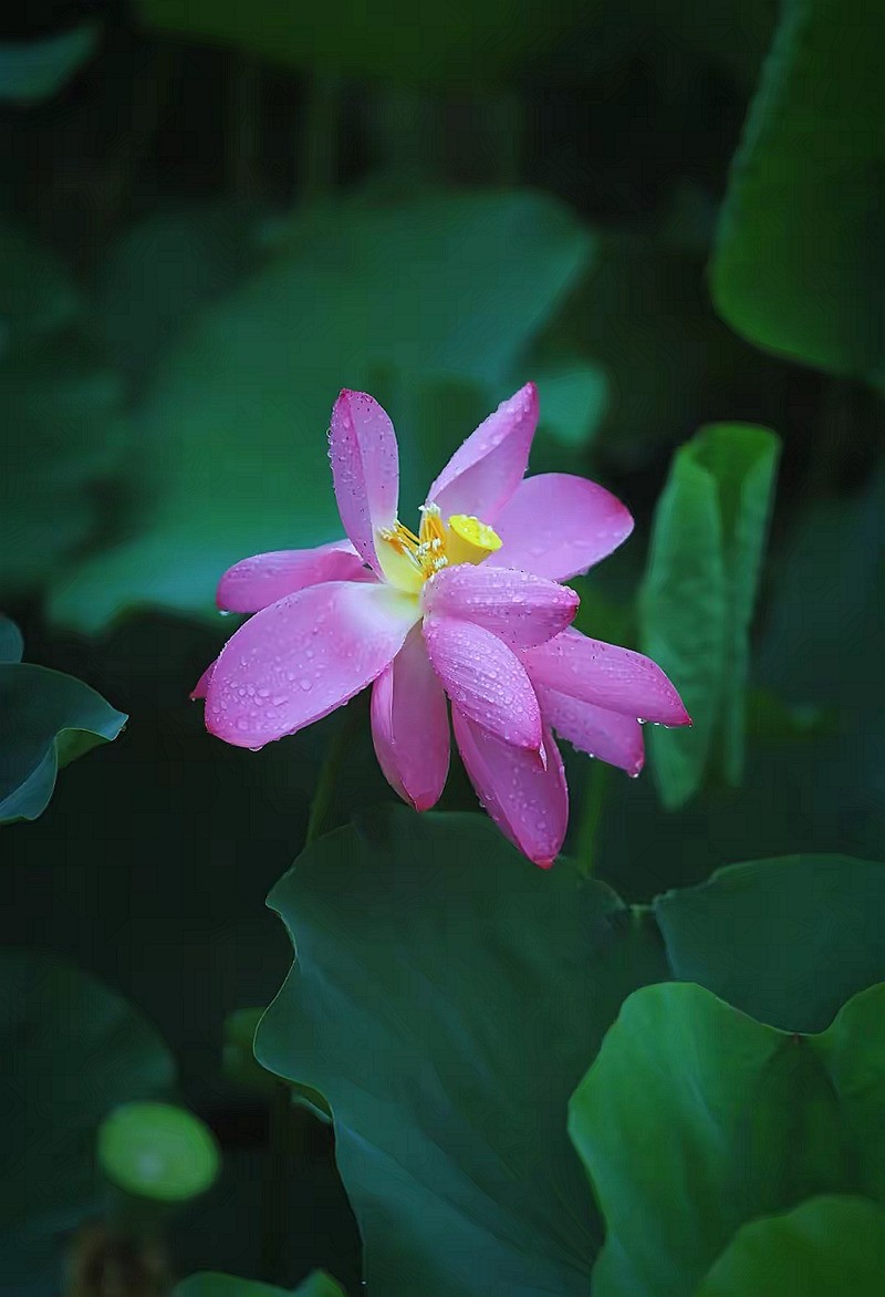 雨润荷花--1