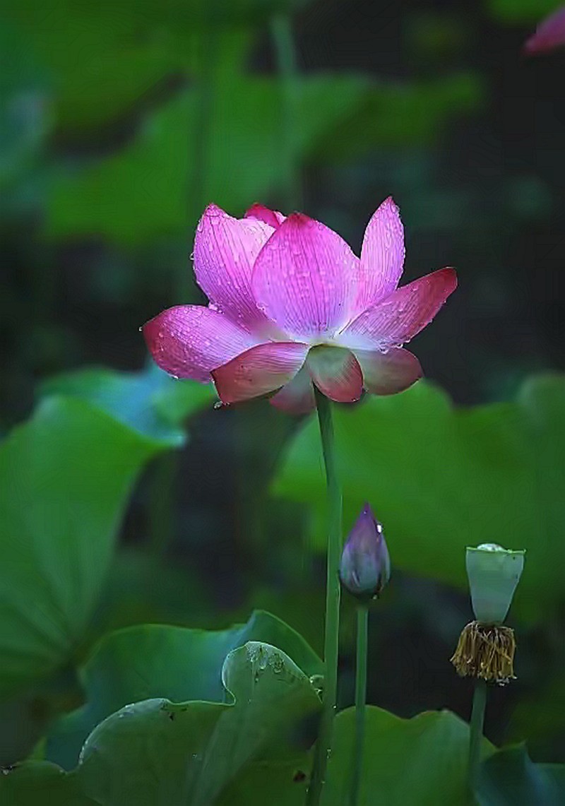 雨润荷花--1