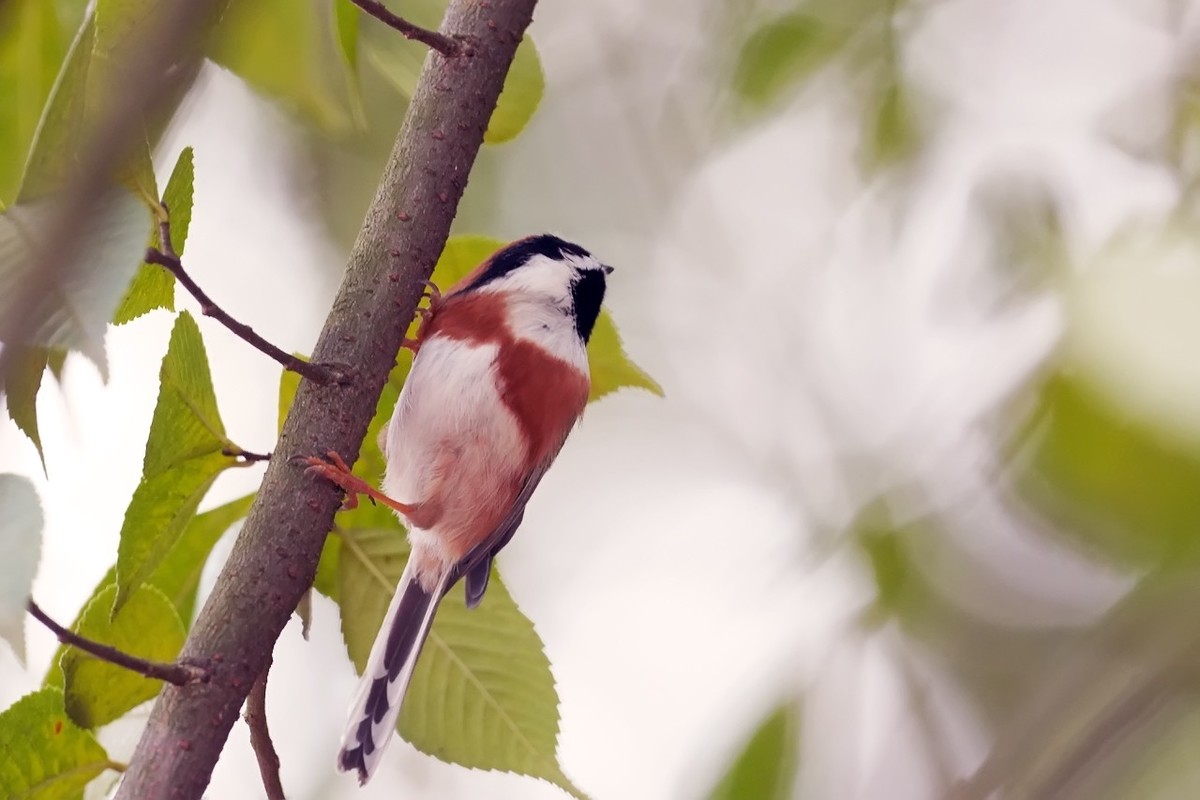 旧片_红头鸦雀3