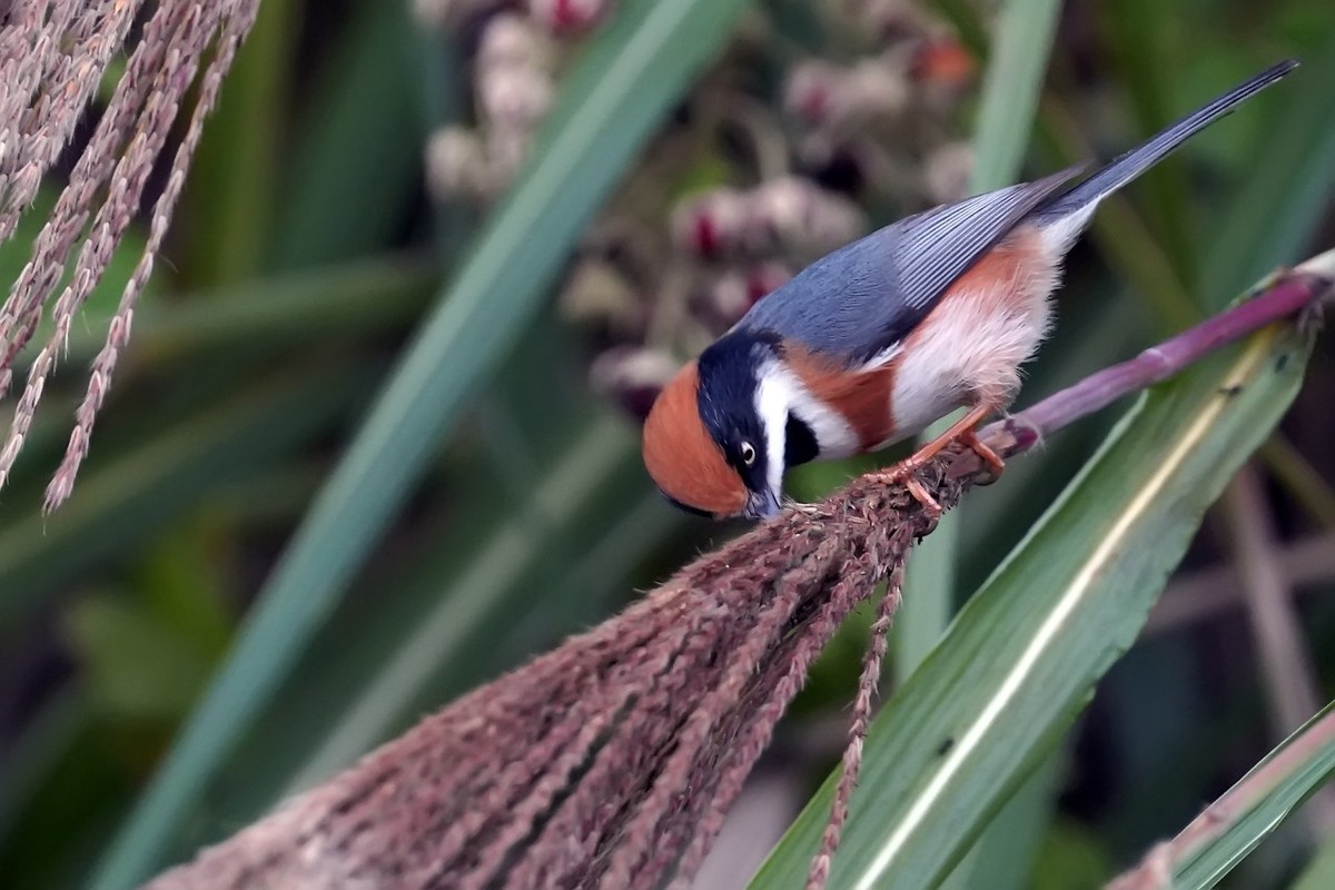 旧片_红头鸦雀3