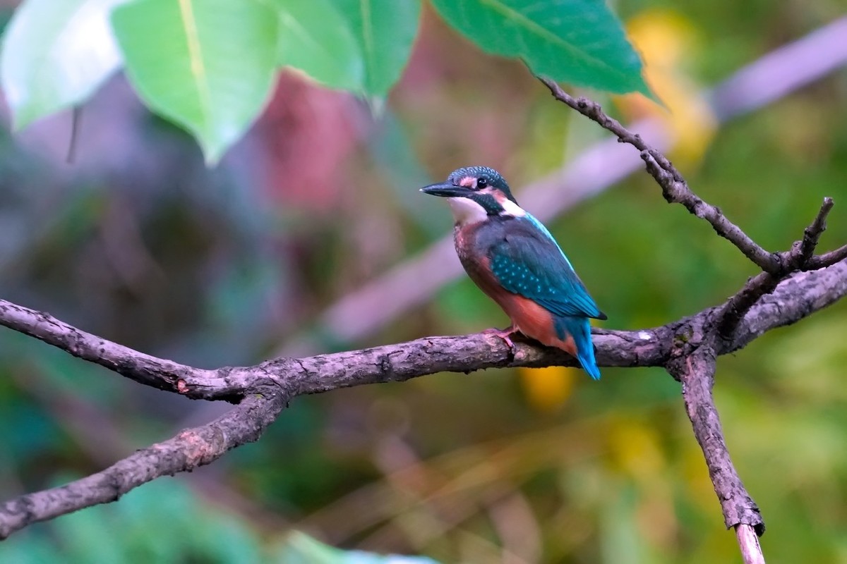 旧片_ 小翠鸟仔仔18