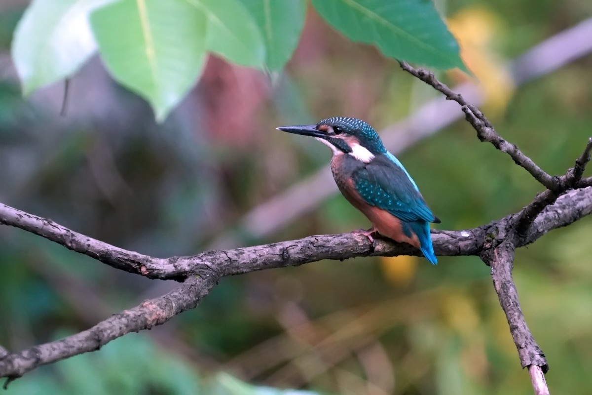 旧片_ 小翠鸟仔仔18